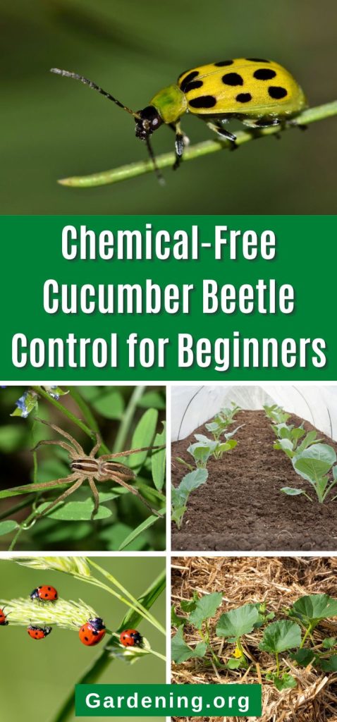 Chemical-Free Cucumber Beetle Control for Beginners pinterest image.