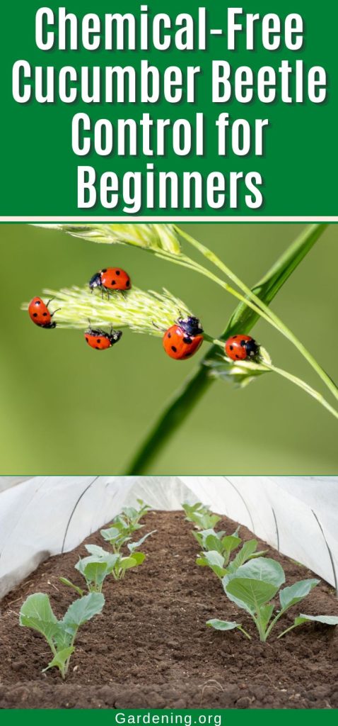 Chemical-Free Cucumber Beetle Control for Beginners pinterest image.