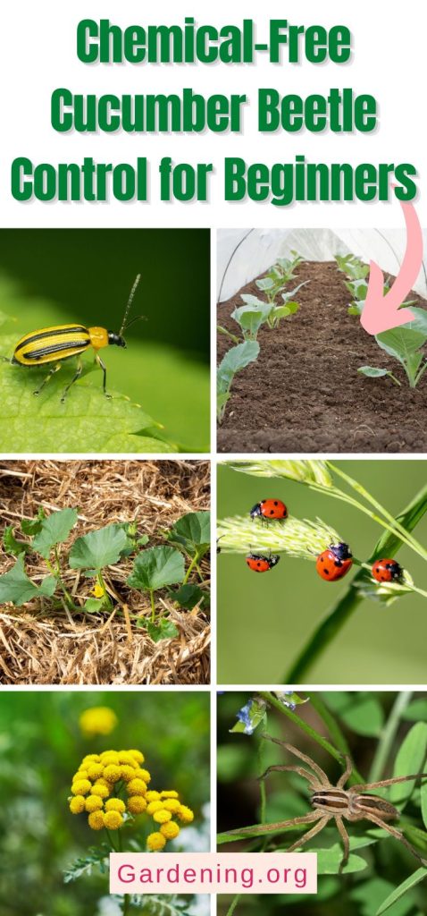 Chemical-Free Cucumber Beetle Control for Beginners pinterest image.
