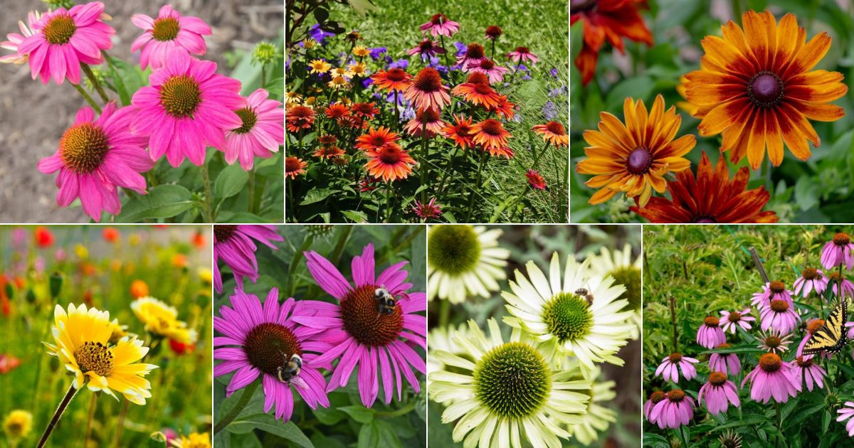 Collage of beautiful blooming coneflowers.