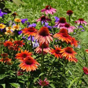 Beautiful blooming coneflowers.