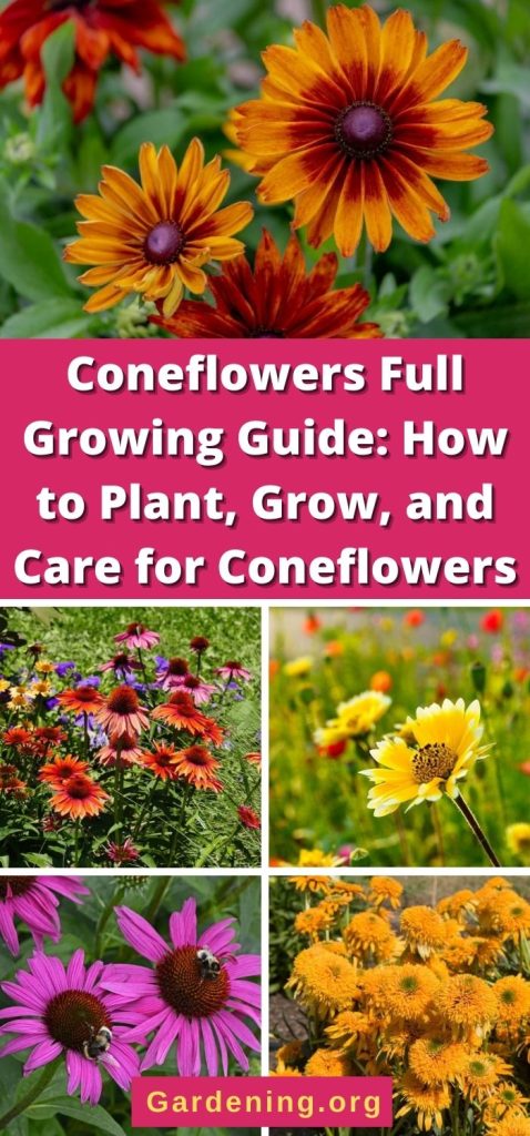 Coneflowers Full Growing Guide: How to Plant, Grow, and Care for Coneflowers pinterest image.