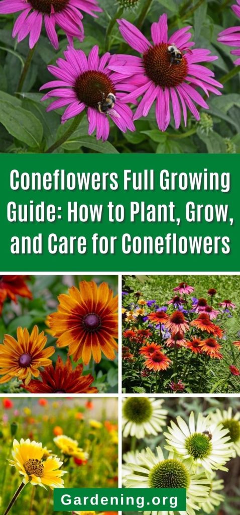 Coneflowers Full Growing Guide: How to Plant, Grow, and Care for Coneflowers pinterest image.