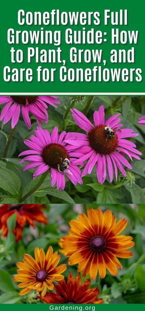 Coneflowers Full Growing Guide: How to Plant, Grow, and Care for Coneflowers pinterest image.