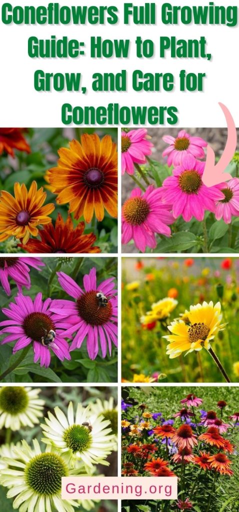 Coneflowers Full Growing Guide: How to Plant, Grow, and Care for Coneflowers pinterest image.