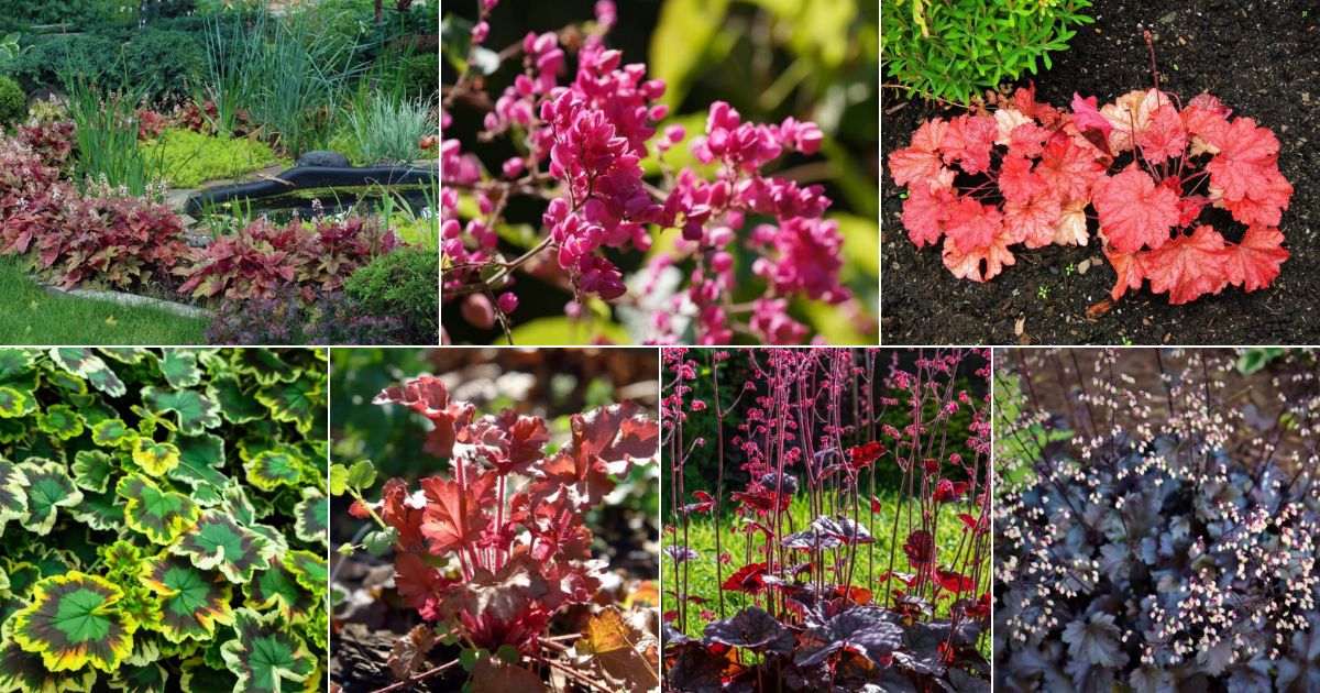 Collage of beautiful blooming coral bells.