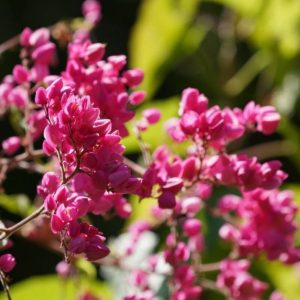 Beautiful blooming pink coral bells.