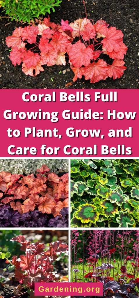 Coral Bells Full Growing Guide: How to Plant, Grow, and Care for Coral Bells pinterest image.