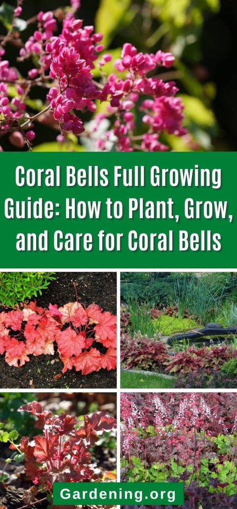 Coral Bells Full Growing Guide: How to Plant, Grow, and Care for Coral Bells pinterest image.