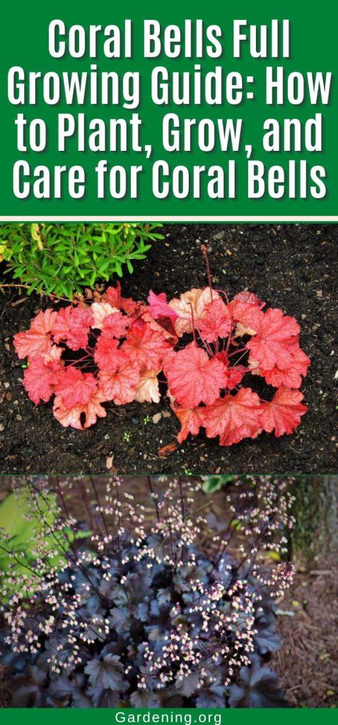 Coral Bells Full Growing Guide: How to Plant, Grow, and Care for Coral Bells pinterest image.