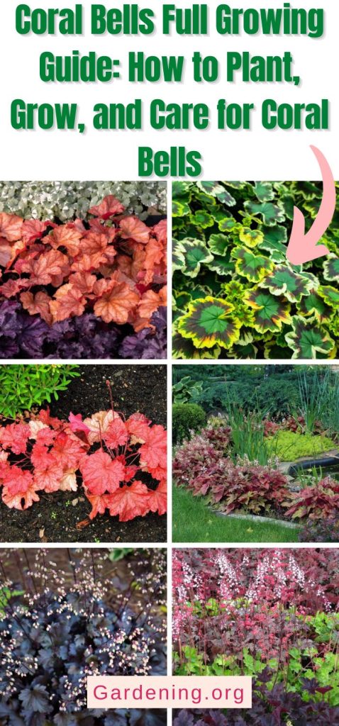 Coral Bells Full Growing Guide: How to Plant, Grow, and Care for Coral Bells pinterest image.