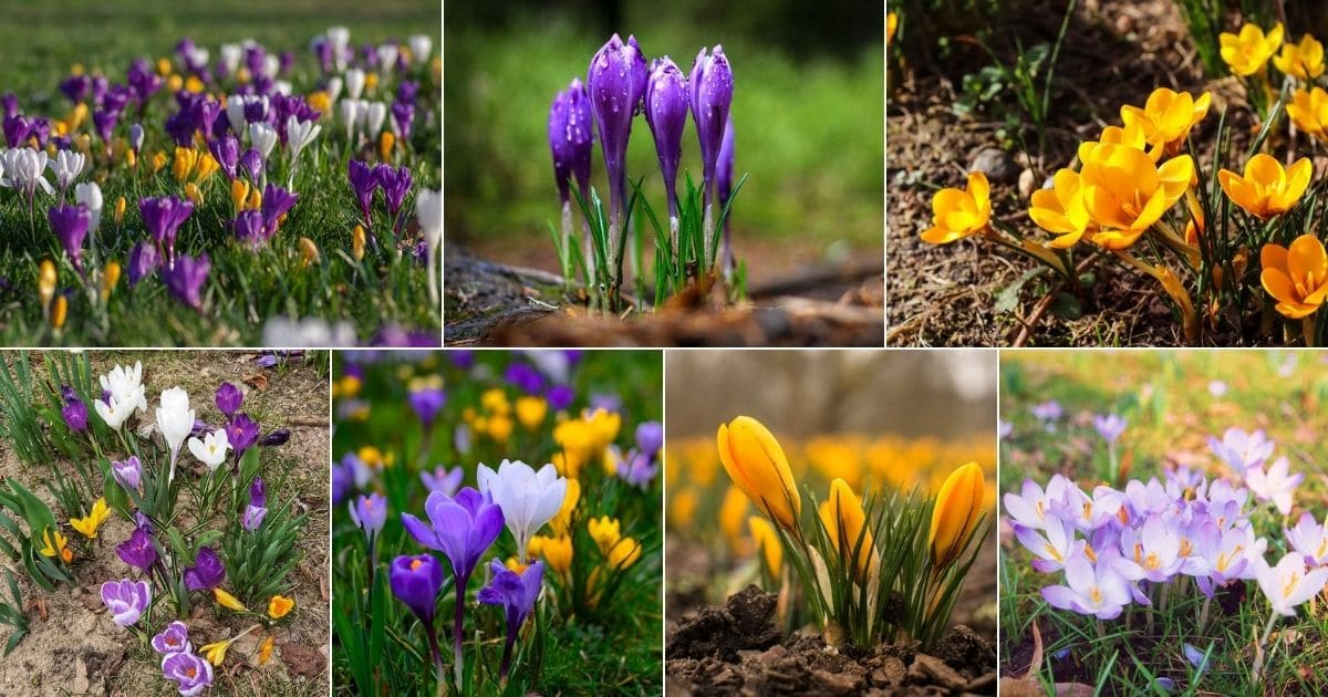 Collage of beautiful blooming crocuses.