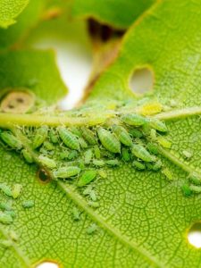cropped-1-aphid-close-up-on-green-leaf.jpg