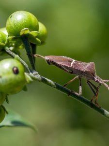 cropped-1-macro-side-view-of-leaf-footed-bug.jpg
