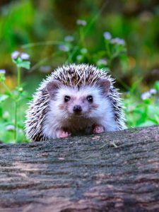 cropped-19-hedgehog-on-stump.jpg