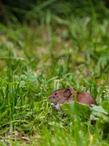 cropped-2-field-vole-eating-grass.jpg