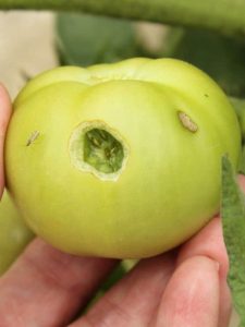 cropped-5-wormholes-in-tomato.jpg
