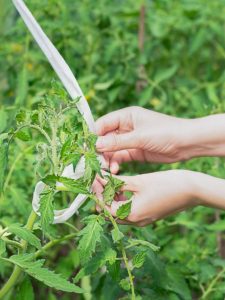 cropped-7-girl-ties-up-tomatoes-in-greenhouse.jpg