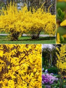 Collage of blooming Forsythias.