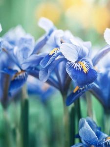 Beautiful blooming blue irises.