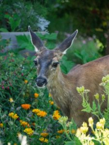Friendly looking deer in organic garden.