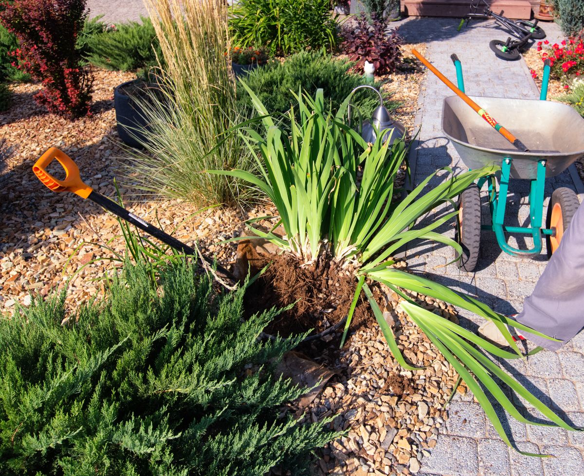 A large iris plant being divided