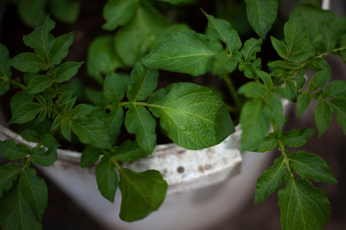 A potato plant planted in a five gallon pail