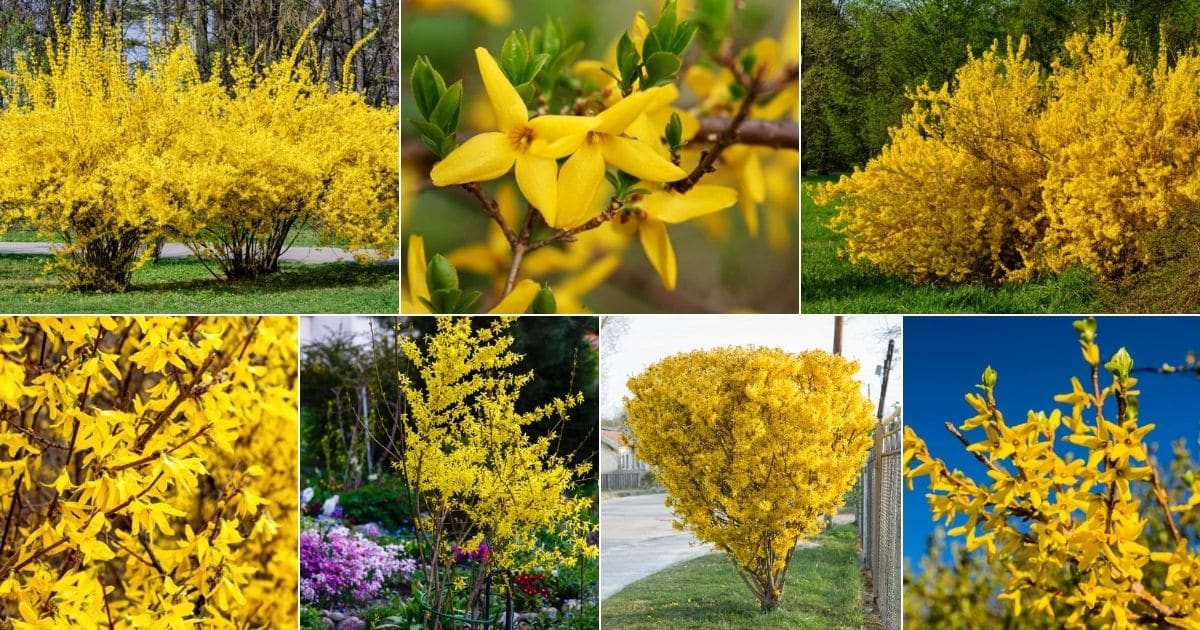 Collage of blooming Forsythias.