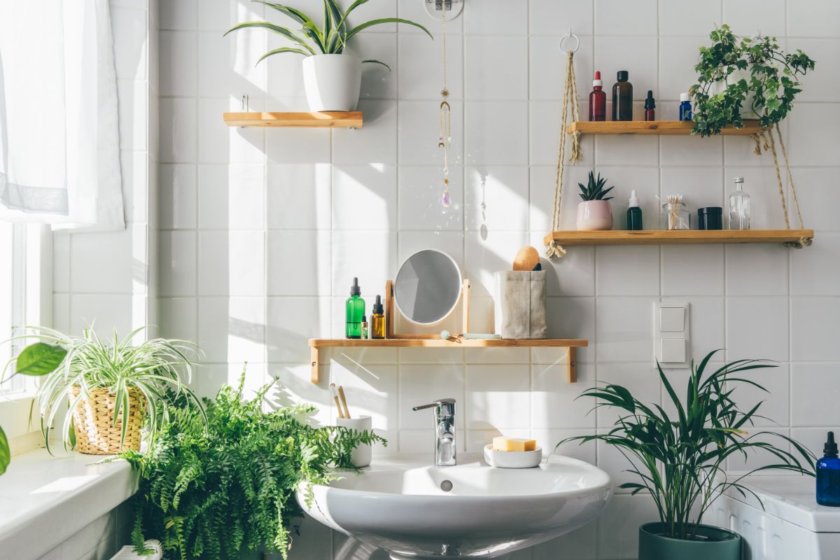 Thriving bathroom houseplants