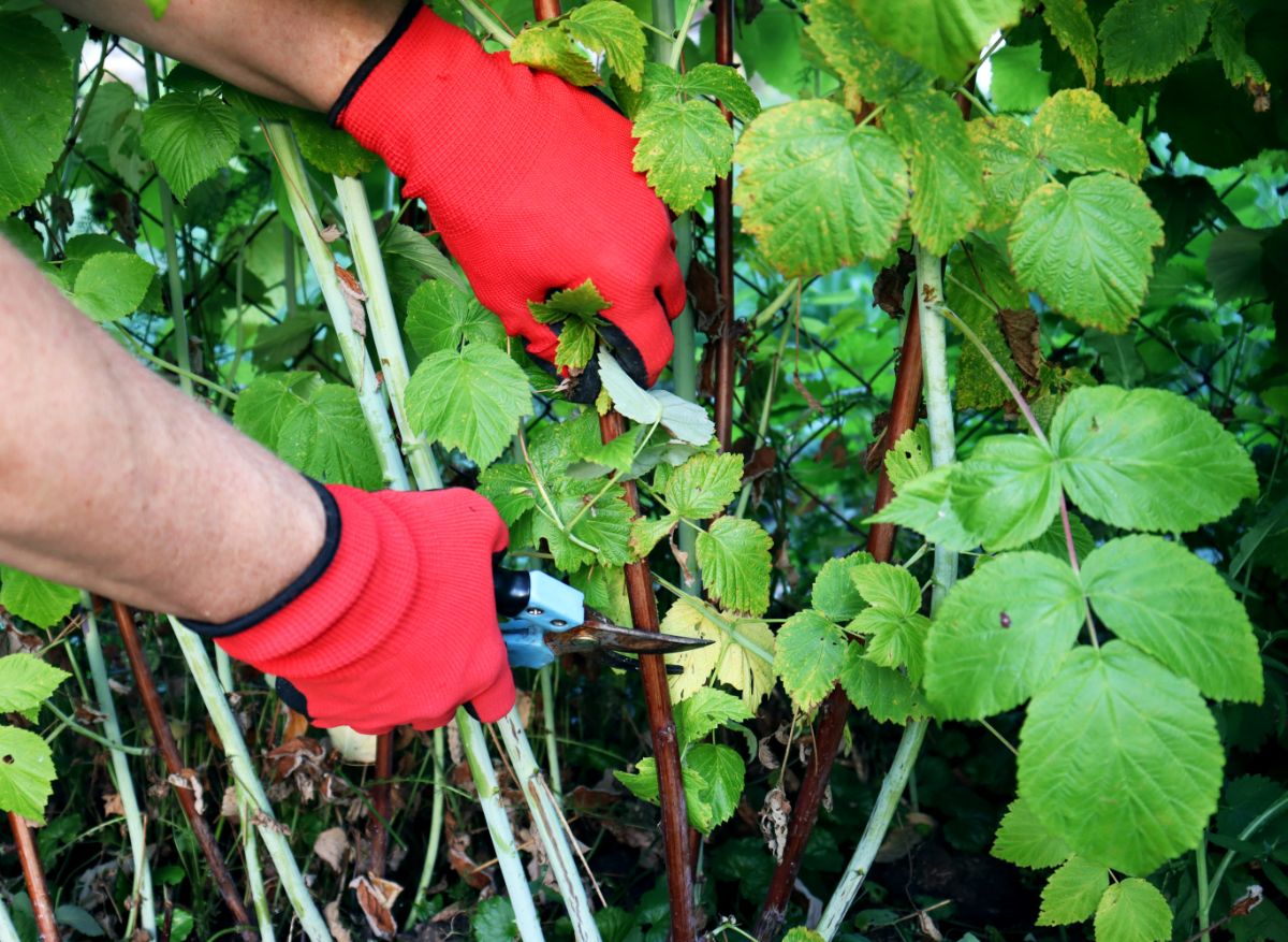 Gardener pruning a raspberry plant for cuttings to propagate