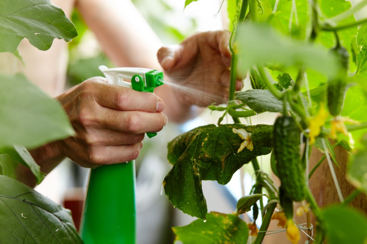 A DIY herbal slug and snail repellent spray