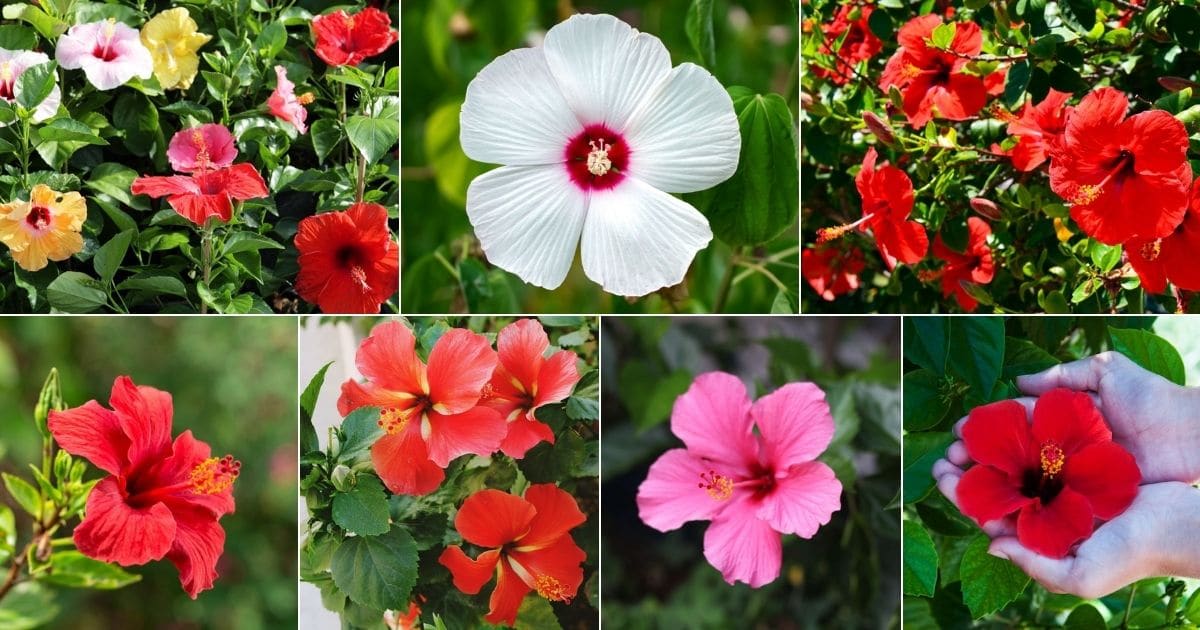 Planting hibiscus: when, where & how - Plantura