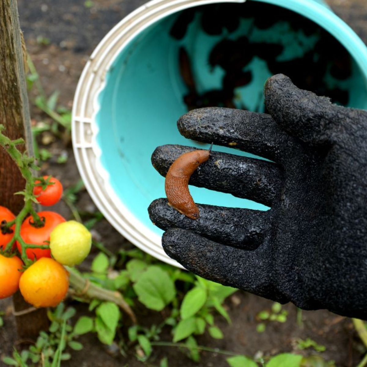 Hand with a glove holding a slug over a blue bucket.