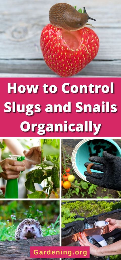 How to Control Slugs and Snails Organically pinterest image.
