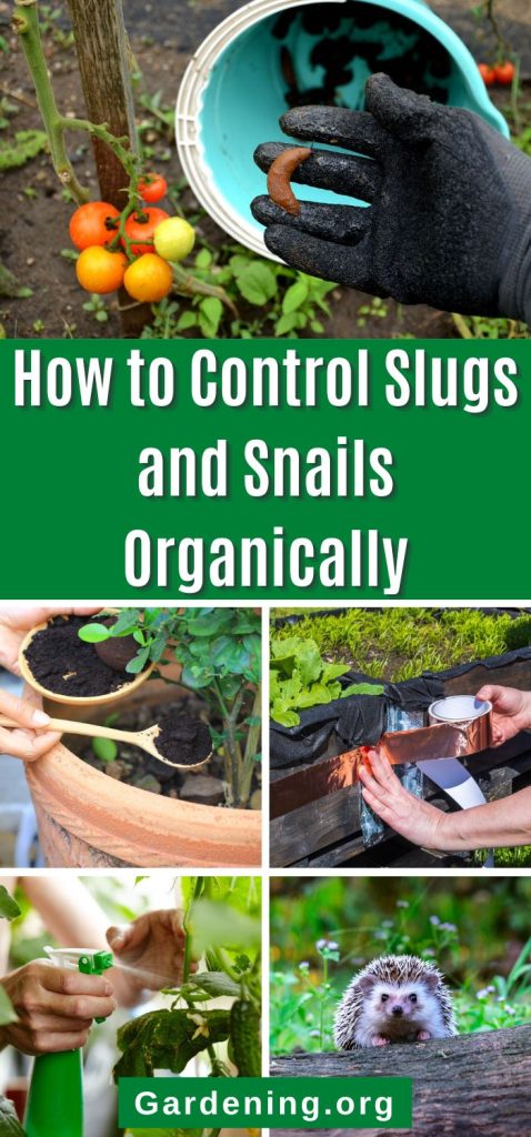 How to Control Slugs and Snails Organically pinterest image.