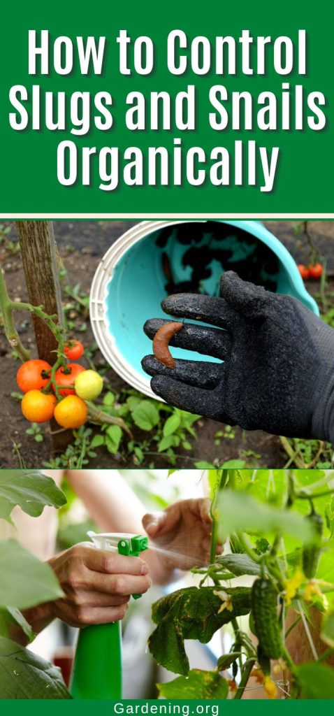 How to Control Slugs and Snails Organically pinterest image.