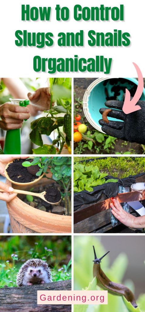 How to Control Slugs and Snails Organically pinterest image.