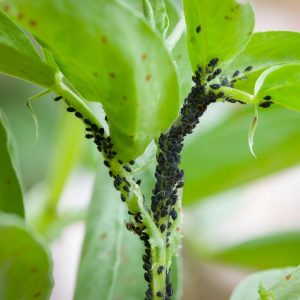 BLack bean aphids on a stem close-up.
