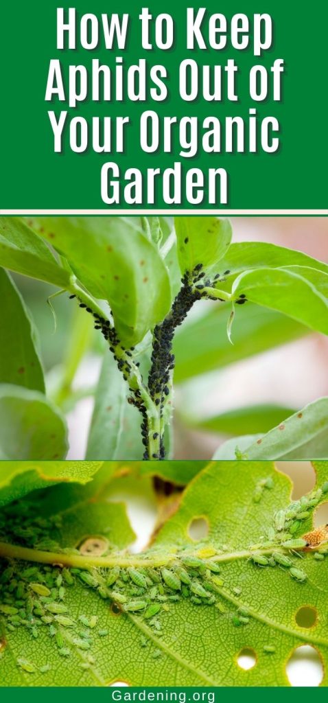 How to Keep Aphids Out of Your Organic Garden pinterest image.