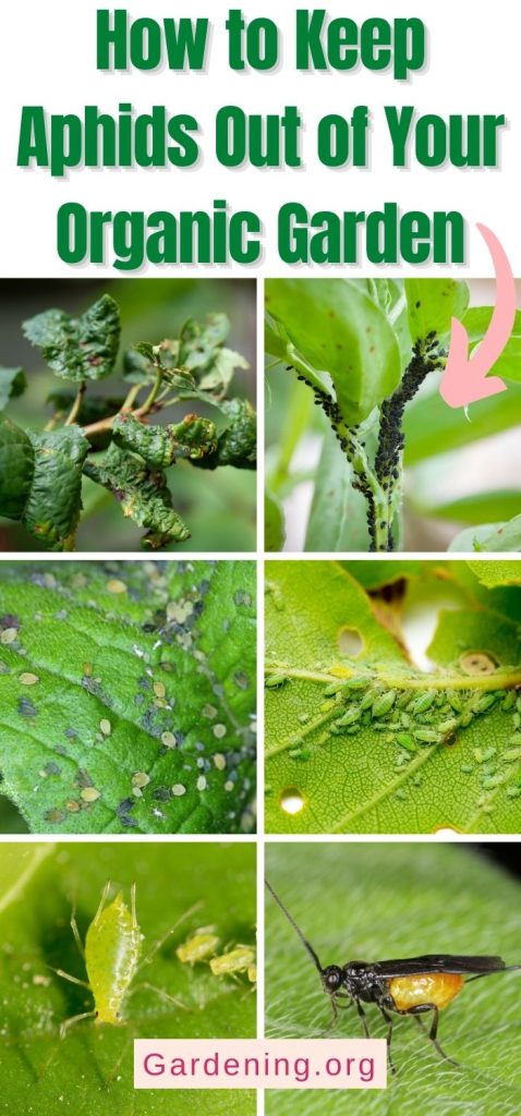 How to Keep Aphids Out of Your Organic Garden pinterest image.