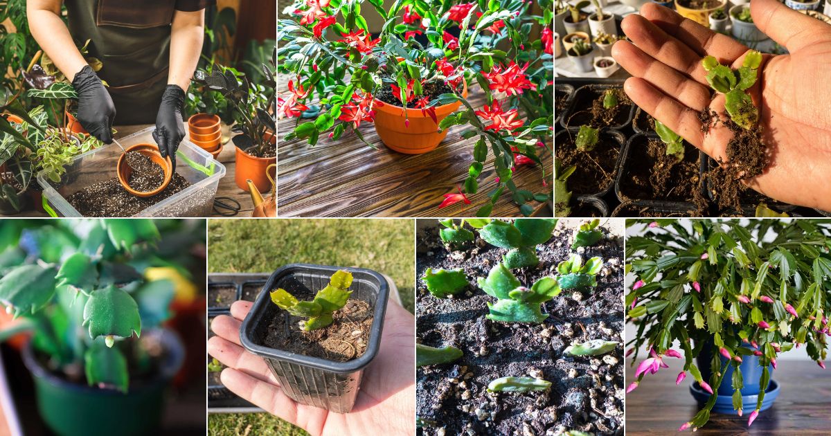 Collage of images of how to propagate christmas cactus.