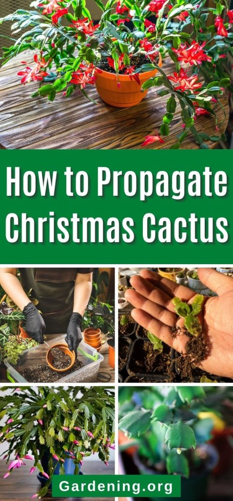 How to Propagate Christmas Cactus pinterest image.