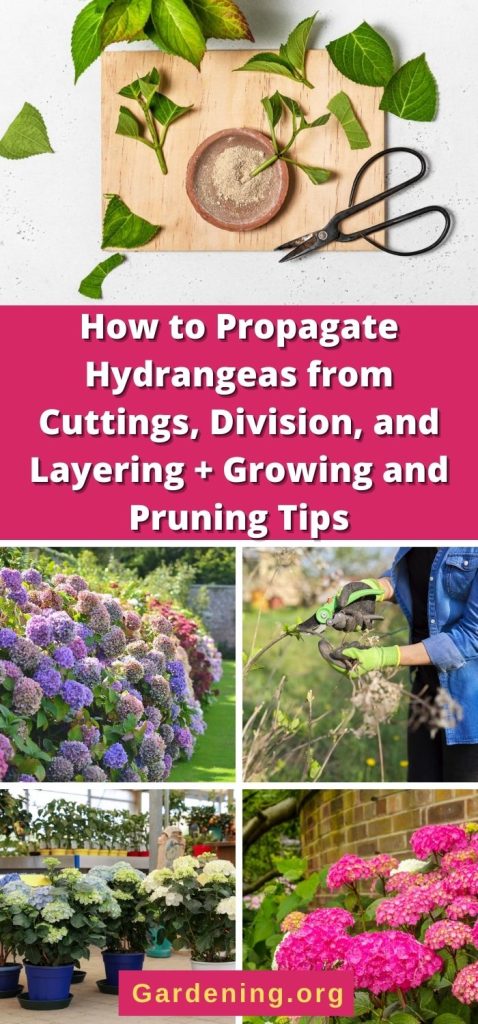 How to Propagate Hydrangeas from Cuttings, Division, and Layering + Growing and Pruning Tips pinterest image.