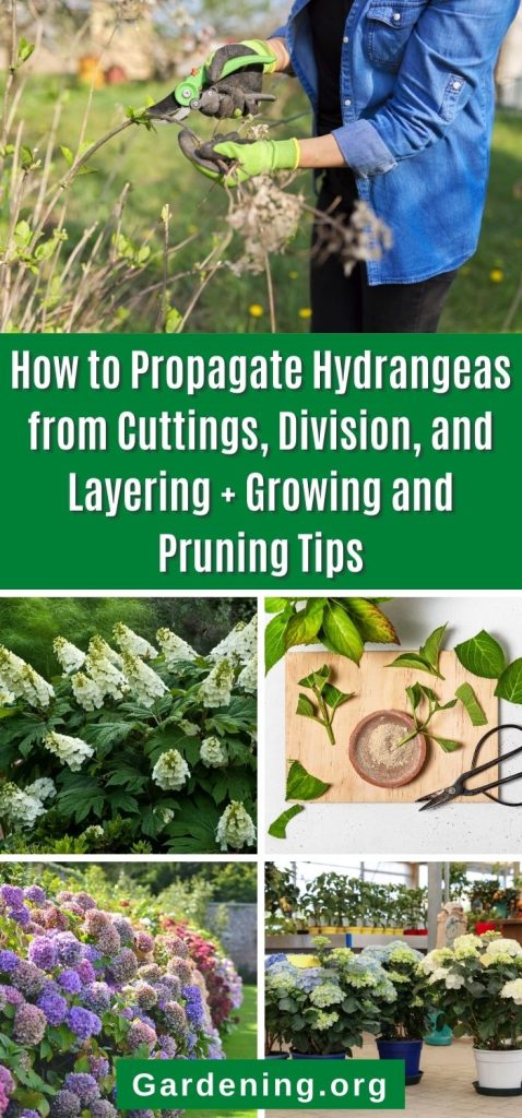 How to Propagate Hydrangeas from Cuttings, Division, and Layering + Growing and Pruning Tips pinterest image.