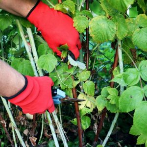Hands with gloves cutting raspberry plant with shears..