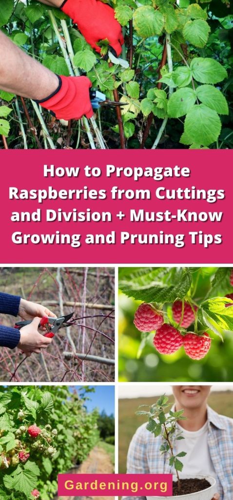 How to Propagate Raspberries from Cuttings and Division + Must-Know Growing and Pruning Tips pinterest image.