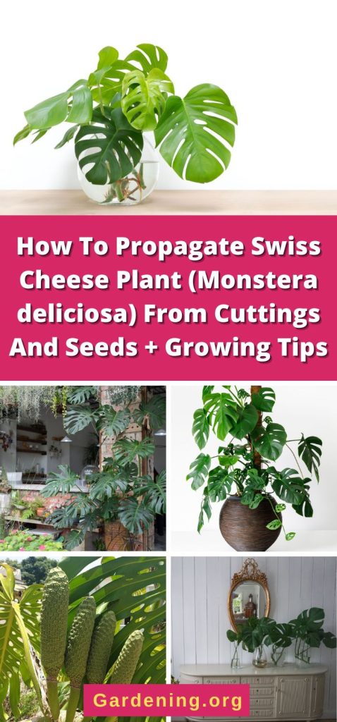 How To Propagate Swiss Cheese Plant (Monstera deliciosa) From Cuttings And Seeds + Growing Tips pinterest image.