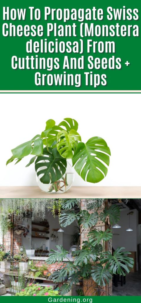 How To Propagate Swiss Cheese Plant (Monstera deliciosa) From Cuttings And Seeds + Growing Tips pinterest image.