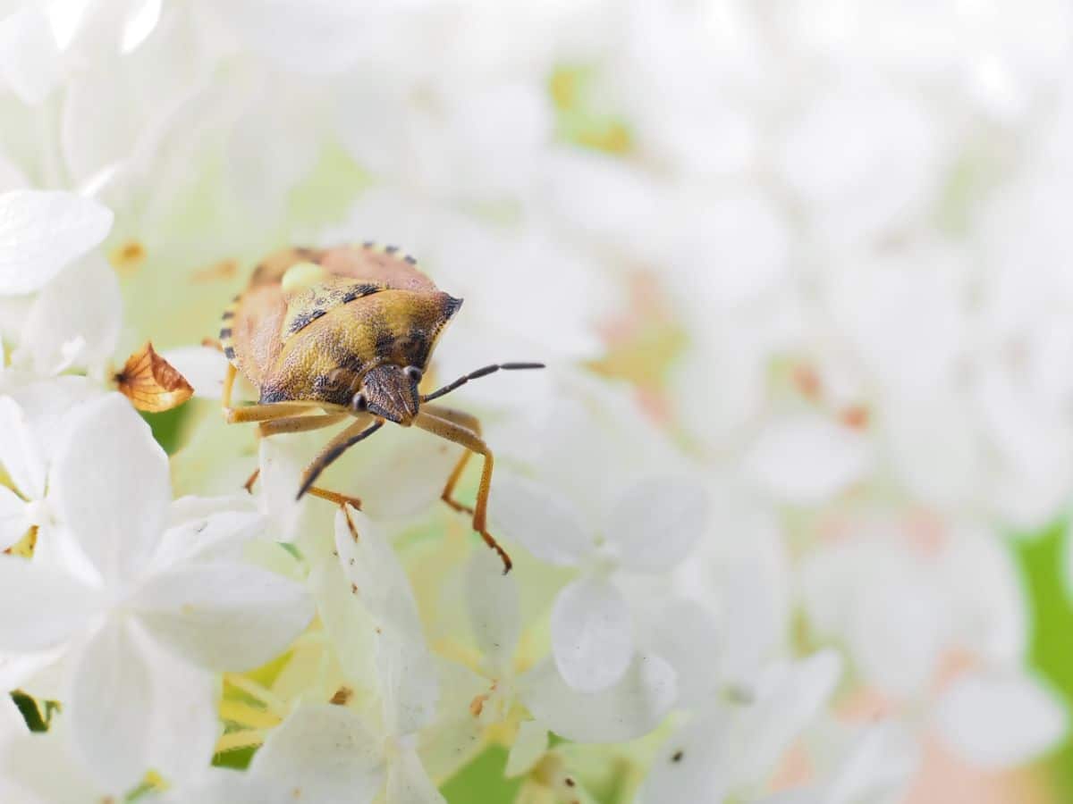 A stink bug on a hydrangea plant