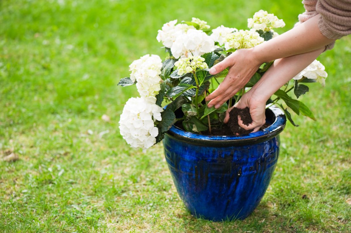 A gardener planting a dwarf hydrangea in a pot
